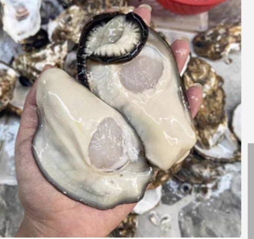 佛山大量生蚝肉上市，价格优惠，口感脆口，鲜嫩