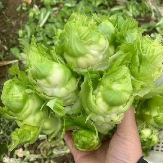 宿州儿菜