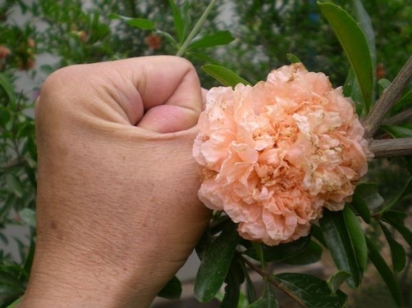 龙陵县花石榴树