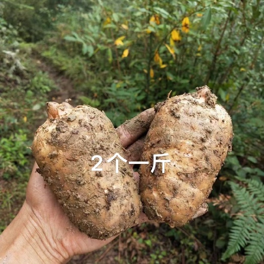 彝良县新鲜天麻 昭通天麻云南高山天麻，乌天麻现挖现买，个头圆润饱满