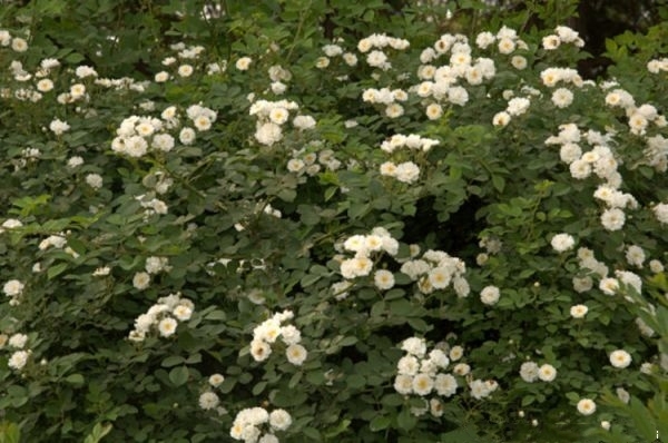 长沙蔷薇花苗