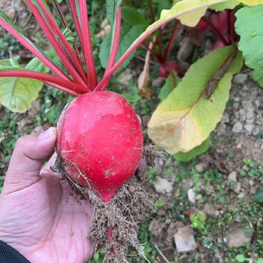 惠水县胭脂萝卜，香甜可口