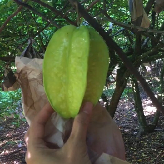 甜杨桃 4 - 5两