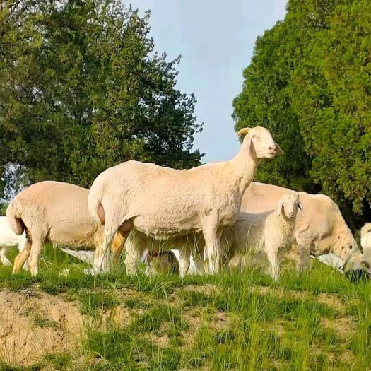 纯种小尾寒羊繁殖母羊羊苗子小尾寒羊种公羊出售
