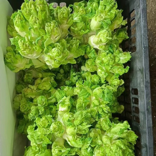 宿州精品 儿菜