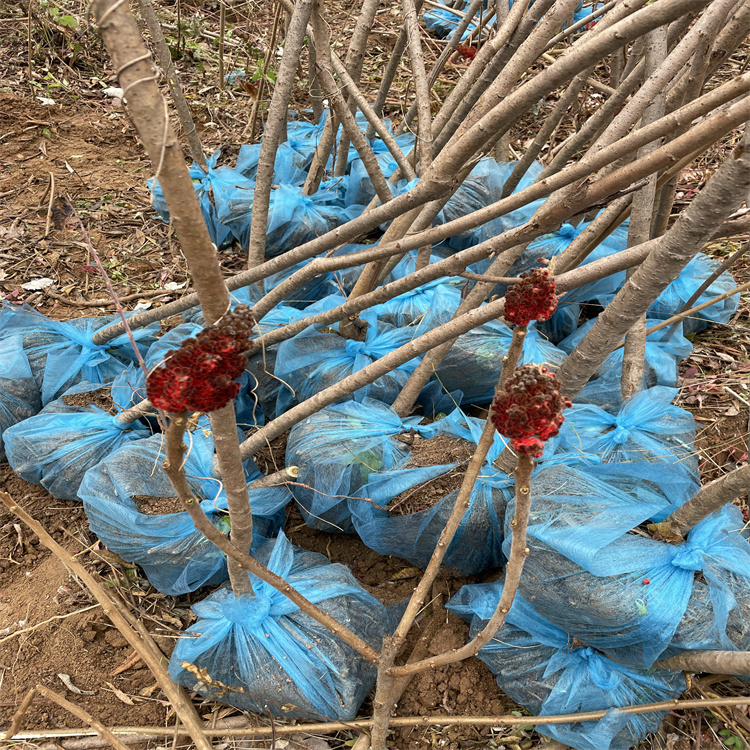 山西1米火炬树苗 地经1公分火炬树苗产地装车