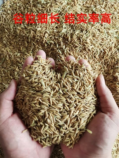 10月新稻谷