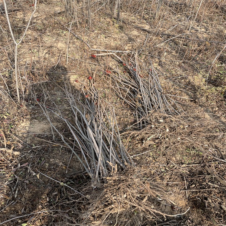 山西1米火炬树苗 地经1公分火炬树苗产地装车