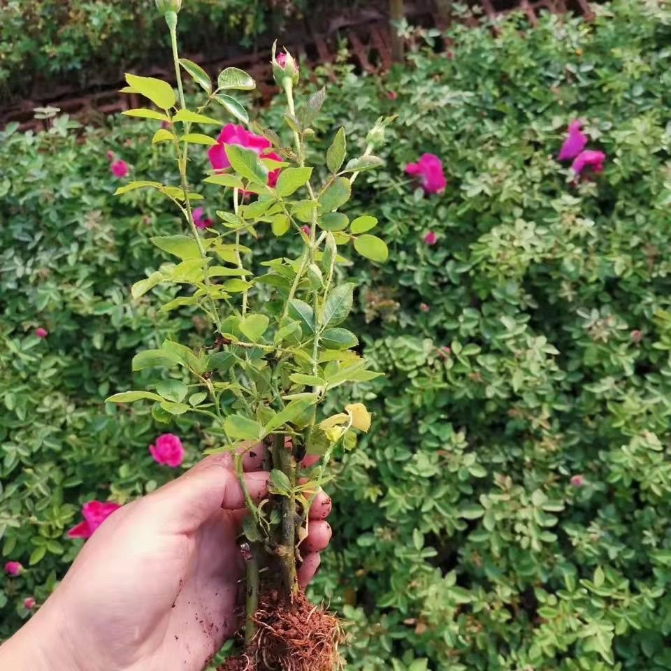 法国墨红玫瑰花苗 食用玫瑰花