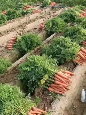 开封沙地三红罗卜