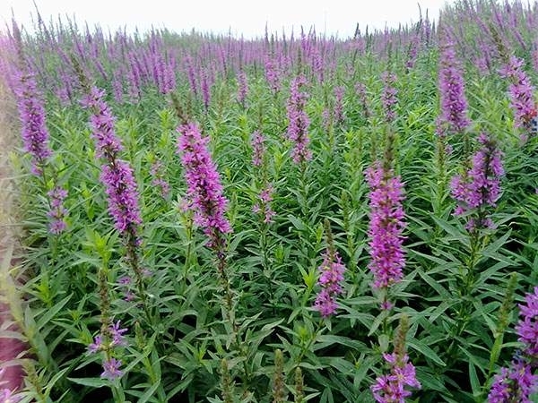 长沙千屈菜