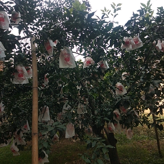 丹棱县爱媛橙，粑粑