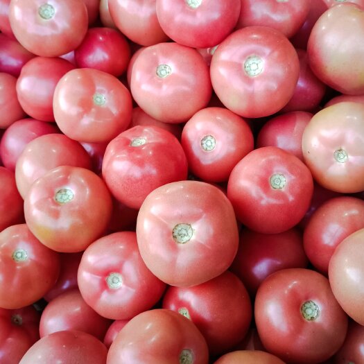 硬粉西红柿 市场电商超市 货源充足 产地直销 可视频看货