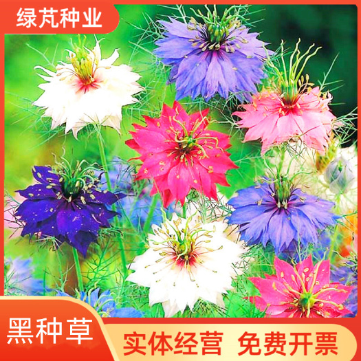 沭阳县黑种草种子混色香草波斯宝石黑子草阳台盆栽植物景观花海四季花籽