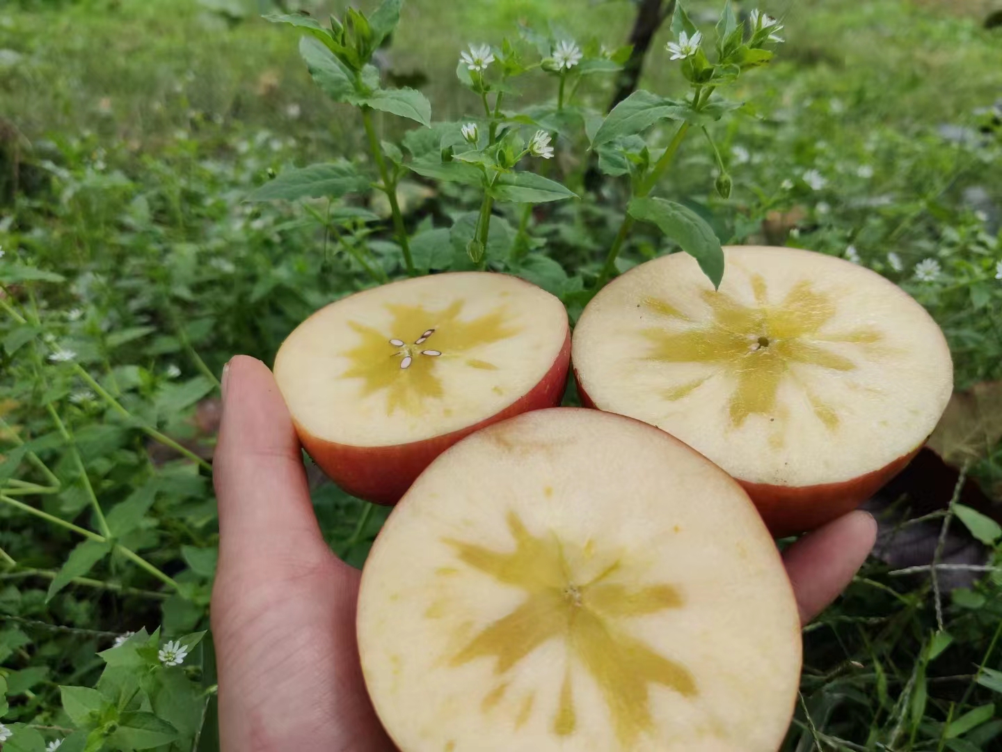 每天持续更新樱桃小苹果 正在打包装 有需要的老板赶了