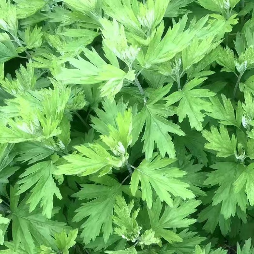 野生食用艾草种子艾灸用苗艾草种子食用耐寒耐热多年生四季批发商