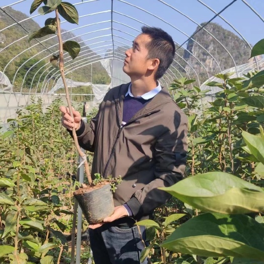 恭城县太秋甜柿苗  大秋甜柿树苗 太秋甜柿树苗 瑶山鸟柿粘木