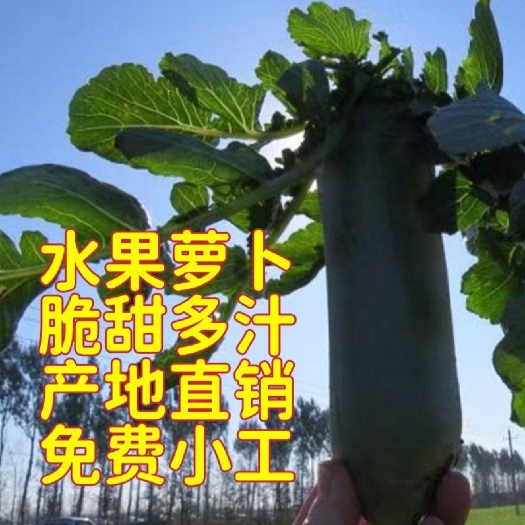 潍坊潍坊水果萝卜，潍坊青萝卜，潍县萝卜产地直发，一手货源