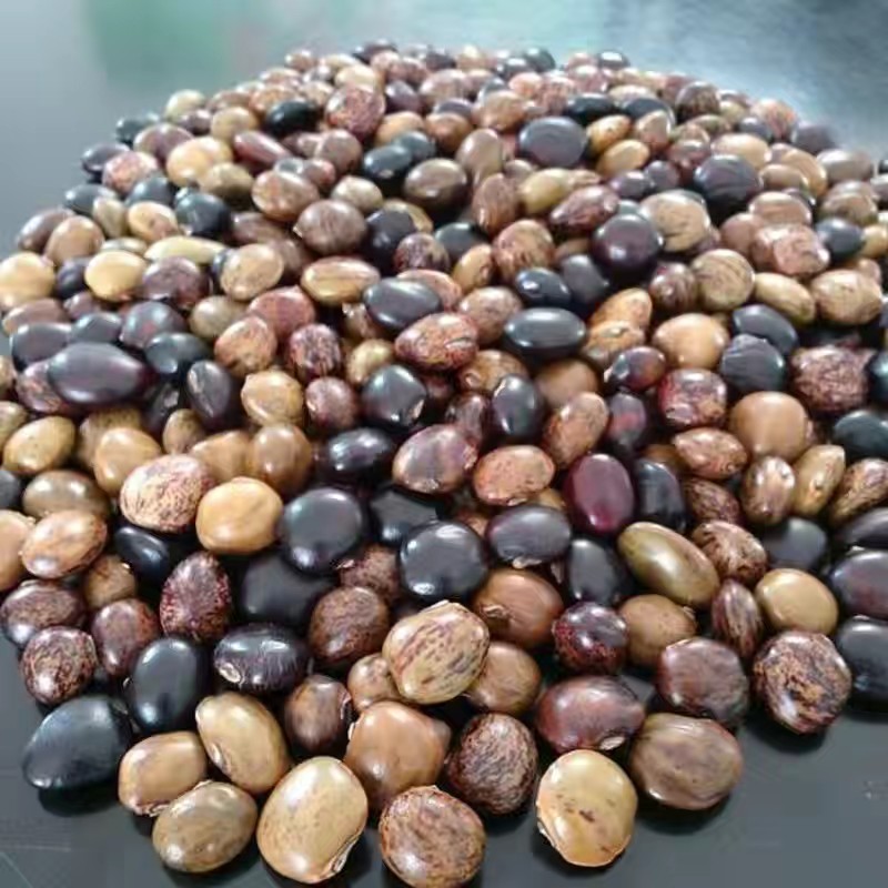 无锡小叶牛大力种子中叶牛大力中药材牛大力易播种四季批发产地货源