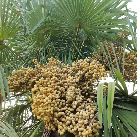 无锡棕榈树种子耐寒耐热易播种榨油食用观赏景区用苗四季批发产地价