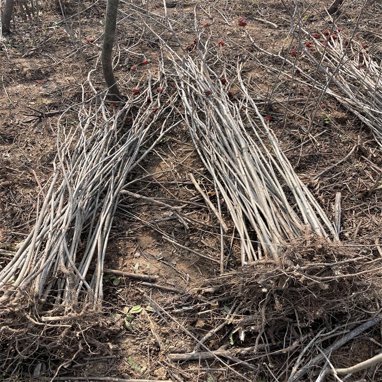 山西1米火炬树苗 地经1公分火炬树苗产地装车