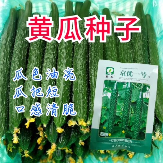 西安黄瓜种子水油绿青皮绿肉黄瓜种子