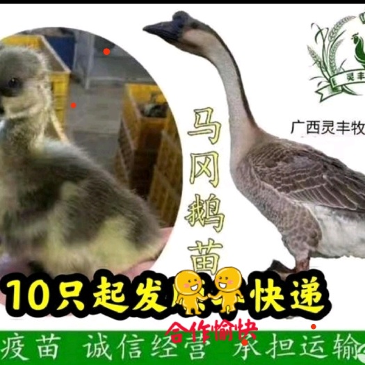 （10只起发）马岗鹅苗 一件代发 脱温半斤鹅  杂交灰鹅苗，