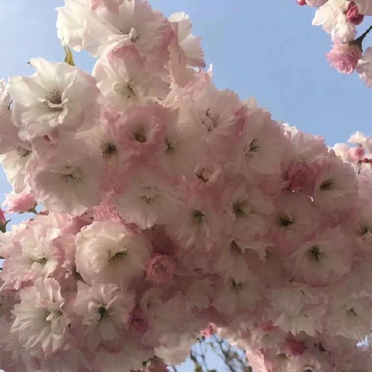 日照松月樱