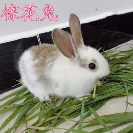 新沂市自家繁殖幼兔，种兔，活泼可爱，健康