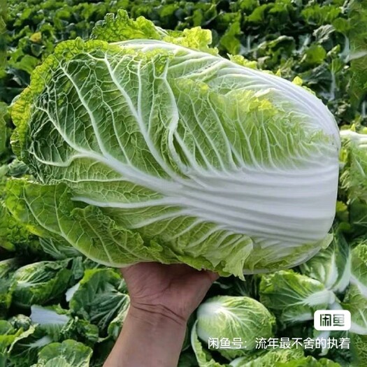 菏泽白菜
