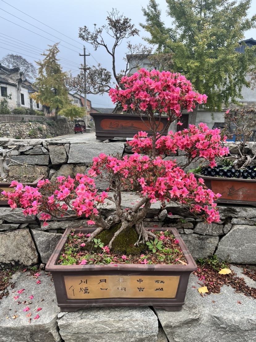 老古桩映山红碳化老桩四季常青大红杜鹃花高杆老怪熟桩盆景盆栽绿