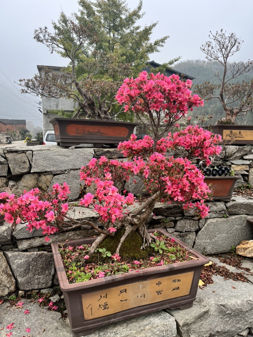 老古桩映山红碳化老桩四季常青大红杜鹃花高杆老怪熟桩盆景盆栽绿