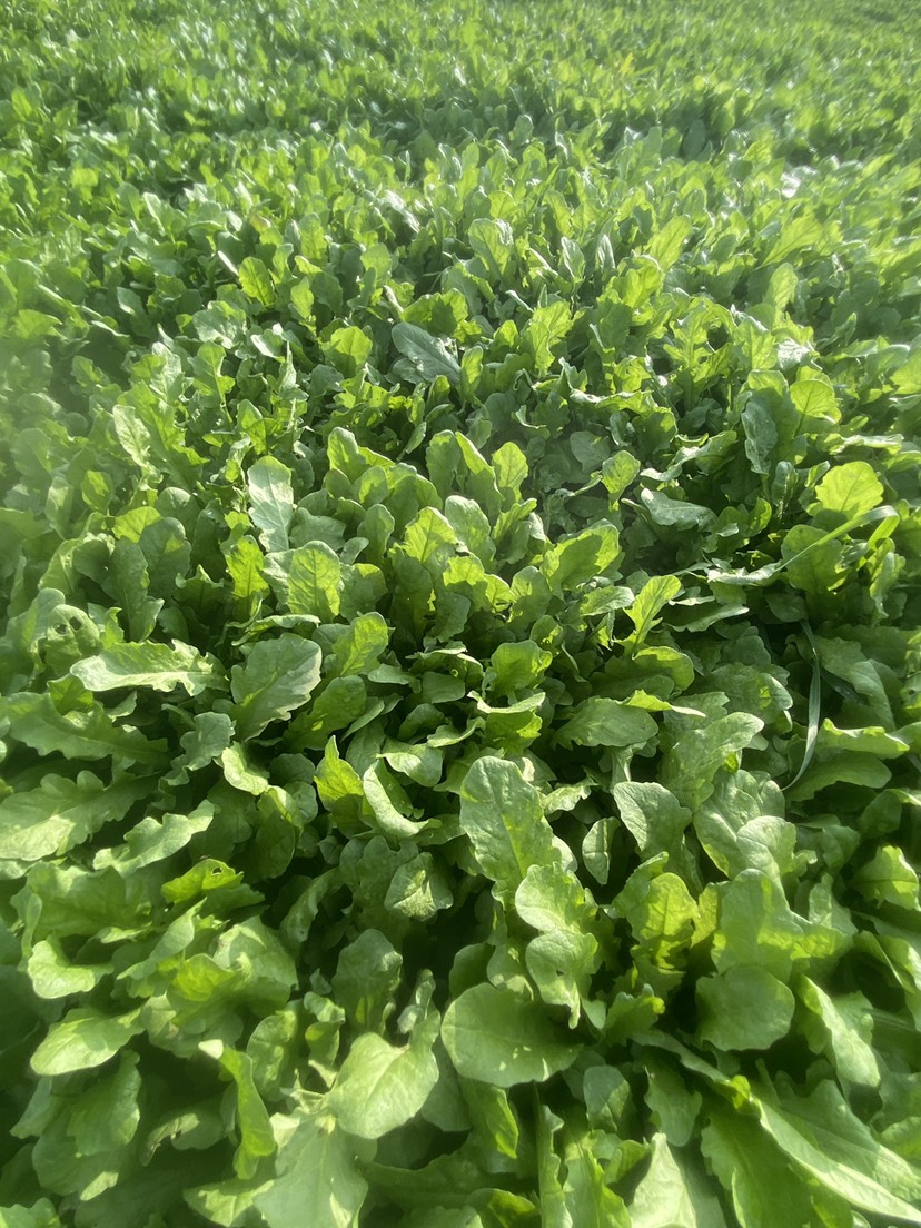 薺菜 水薺菜 薺薺菜 山東大葉薺菜 百畝種植基地