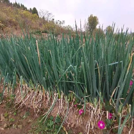 邹城市山东大葱