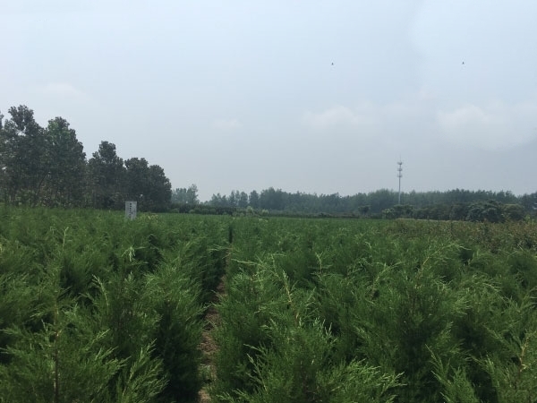 长沙桧柏
