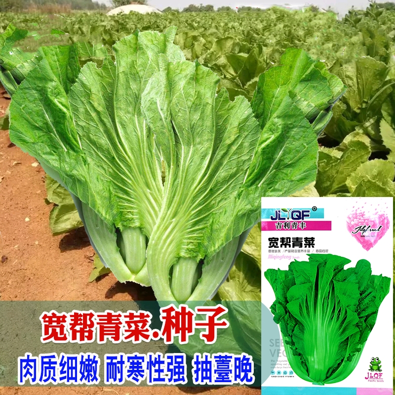 宽帮青菜种子腌渍泡菜四川芥菜中熟大叶秋播蔬菜种子