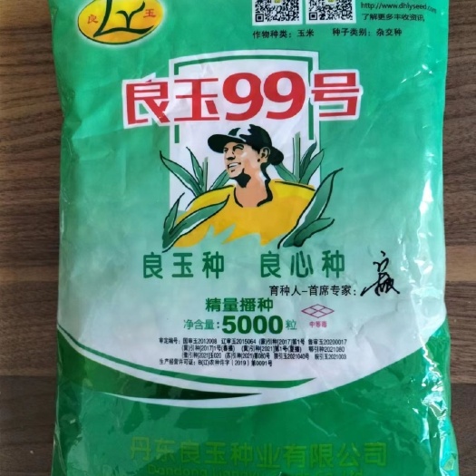 葫芦岛良玉99玉米种子登海苞米种丹东