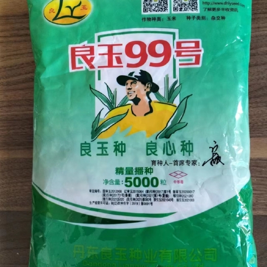 良玉99玉米种子登海苞米种丹东