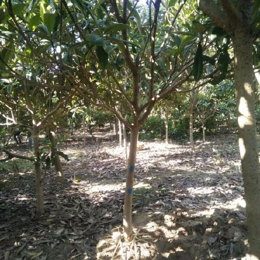 长沙枇杷树