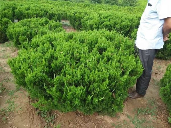 长沙龙柏苗