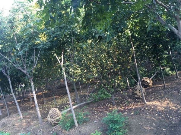 唐山栾树