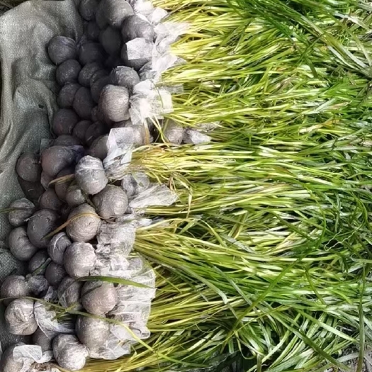 麻阳县苦草，马来，黑藻包土，包石子营养苗！