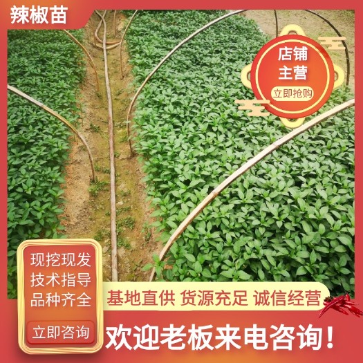 绥宁县螺丝辣椒苗  线椒苗、朝天椒苗等，抗病，场地直销