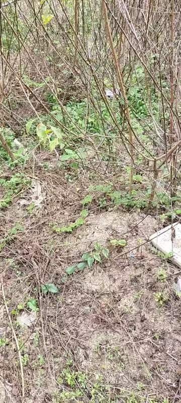 青梅苗   红梅   大水梅    青竹梅   白梅