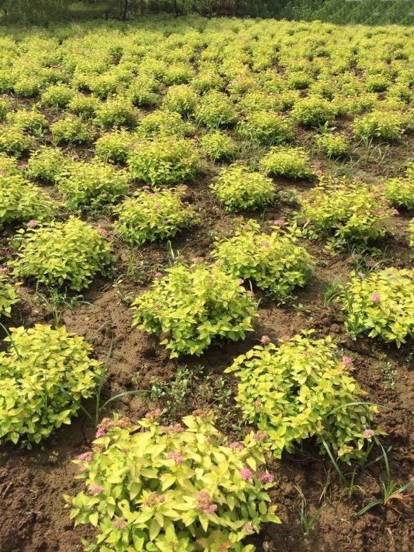 金山繡線菊