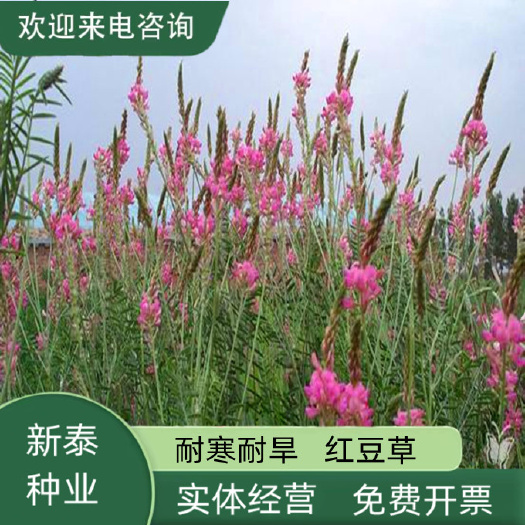 人气绿肥牧草红豆草驴食草蜜源固氮改善土壤防沙适应型强饲用畜禽