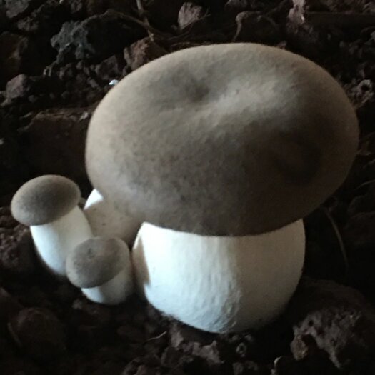 南华县灰虎掌菌