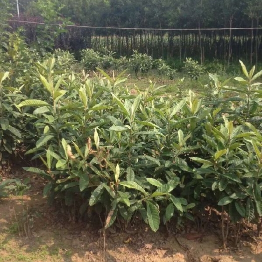 长沙枇杷树
