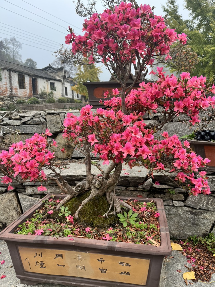 老古桩映山红碳化老桩四季常青大红杜鹃花高杆老怪熟桩盆景盆栽绿