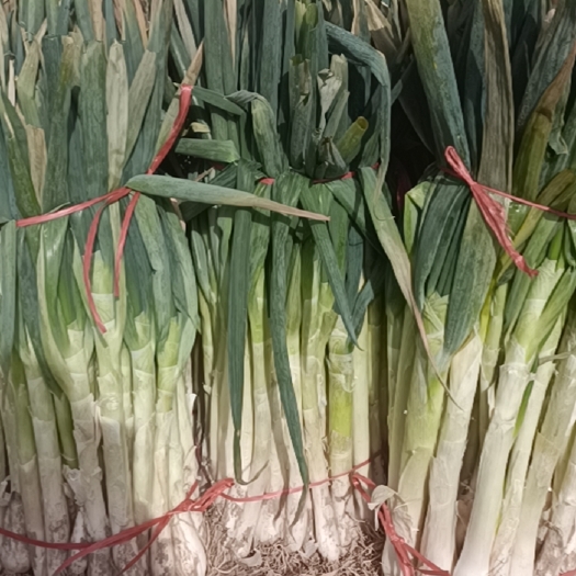 山丹县甘肃钢葱